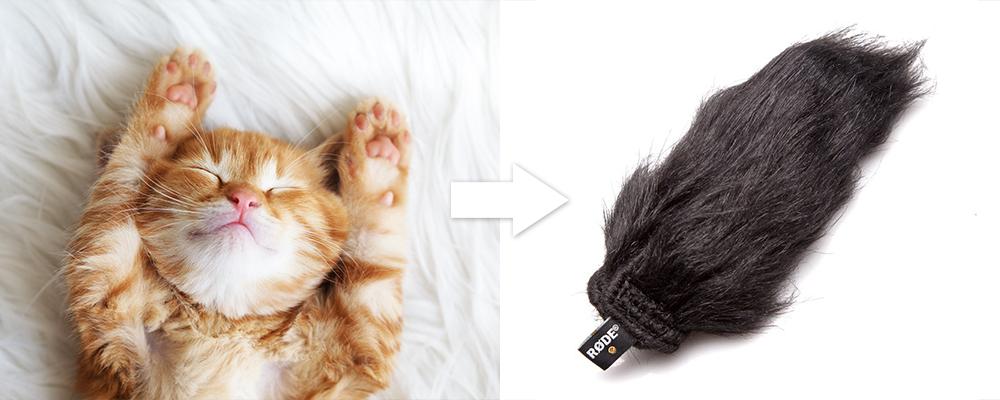 Learn the Lingo: 15 Weird Filmmaking Terms - Dead Cat