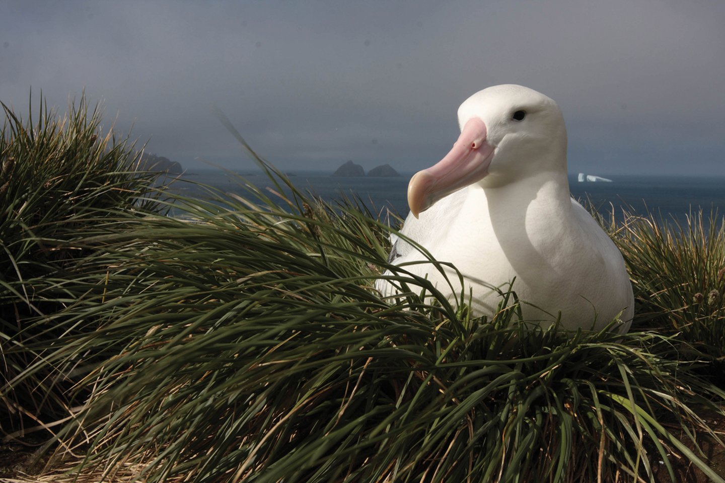 https://cms-assets.theasc.com/Documenting-Nature-Albatross.jpeg