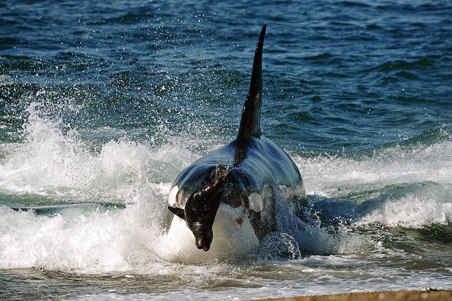 https://cms-assets.theasc.com/Documenting-Nature-Killer-Whale.JPG