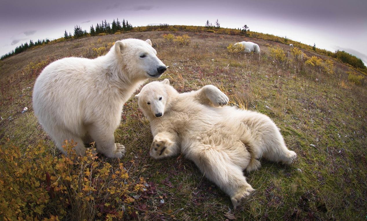 https://cms-assets.theasc.com/Documenting-Nature-Polar-Bear-2.jpeg
