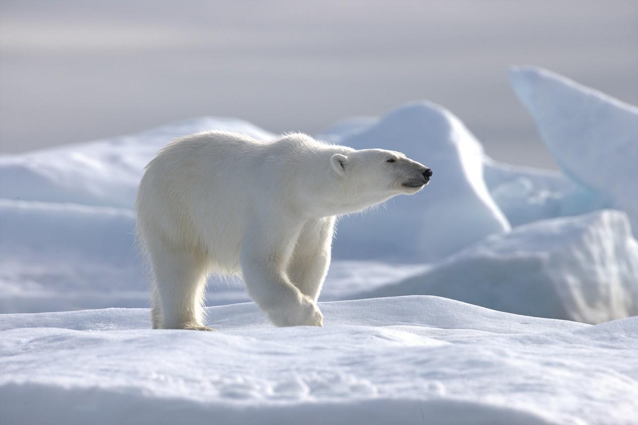 https://cms-assets.theasc.com/Documenting-Nature-Polar-Bear.jpeg