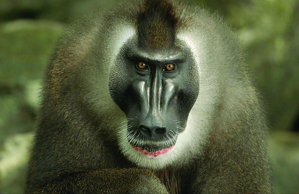 Tania Escobar has filmed drill monkeys in Equatorial Guinea for multiple documentary productions.