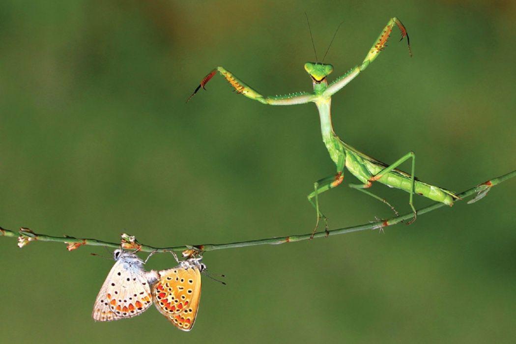 Mante religieuse mantis insects nature wallpaper | 1503x1002 | 898016 | WallpaperUP