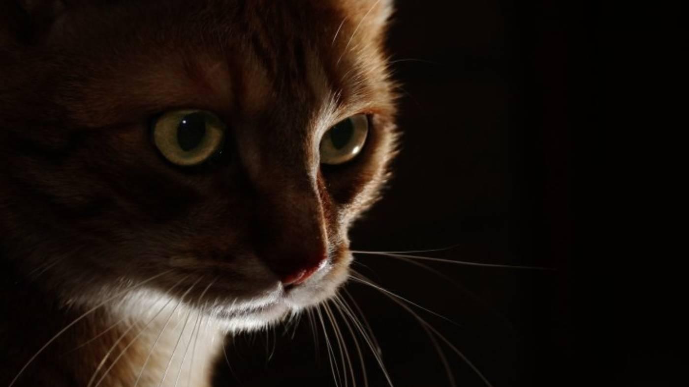 What is low-key lighting and why should you use it? - Videomaker