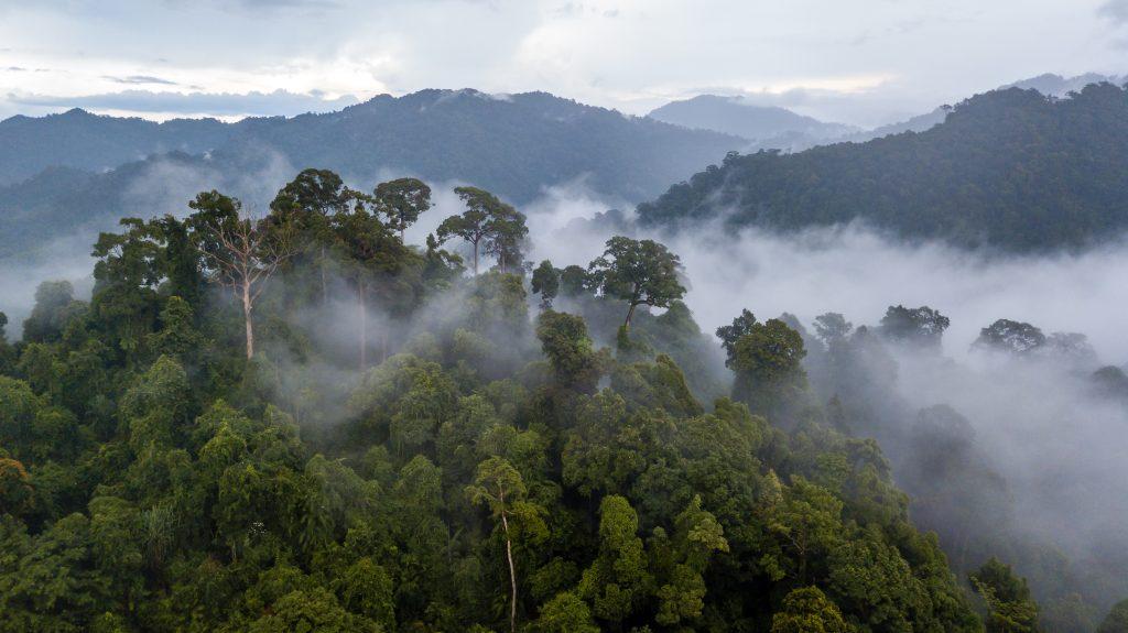 https://britishcinematographer.co.uk/wp-content/uploads/2024/01/Brazil-rainforest-canopy-by-Richard-Whitcombe-shutterstock_1086630587-1024x575.jpg
